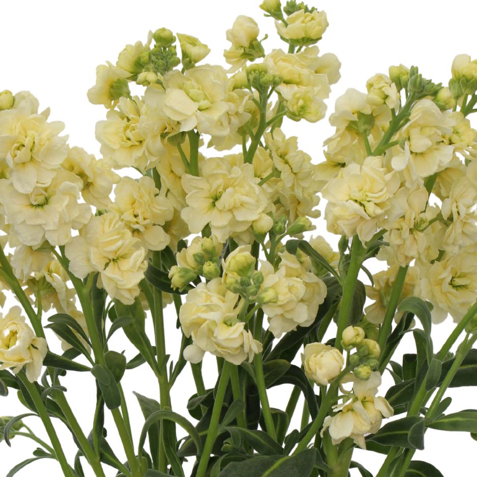 製品一覧 | 花き栽培のツボ | 福花園種苗株式会社
